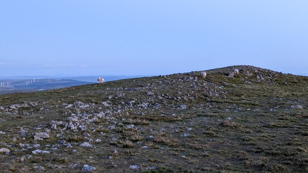 Sheep on Plynlimon mountain.