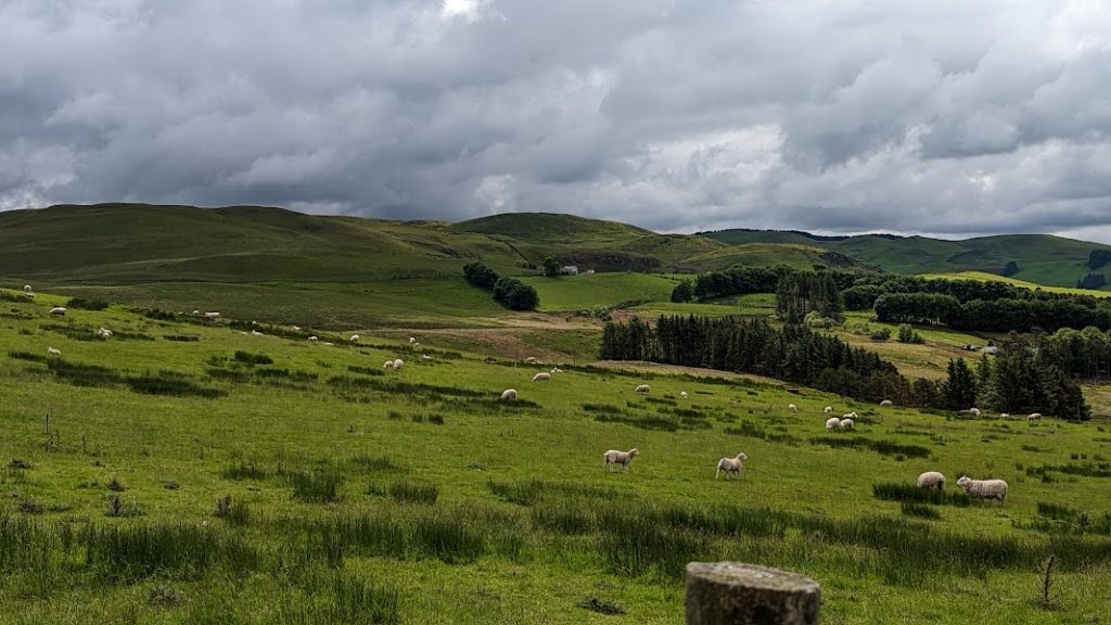 sheep on field