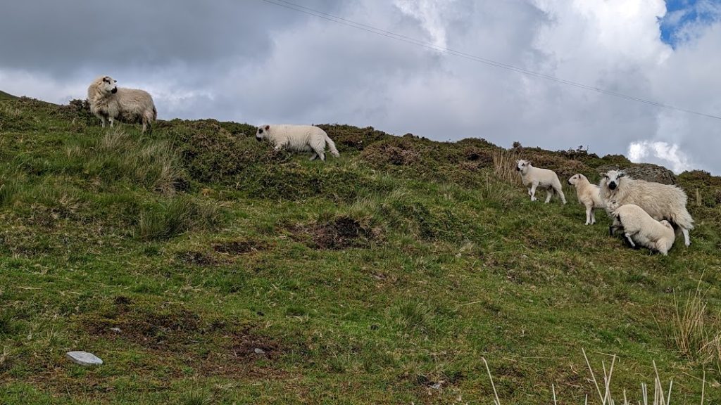 Lamb going for feed.