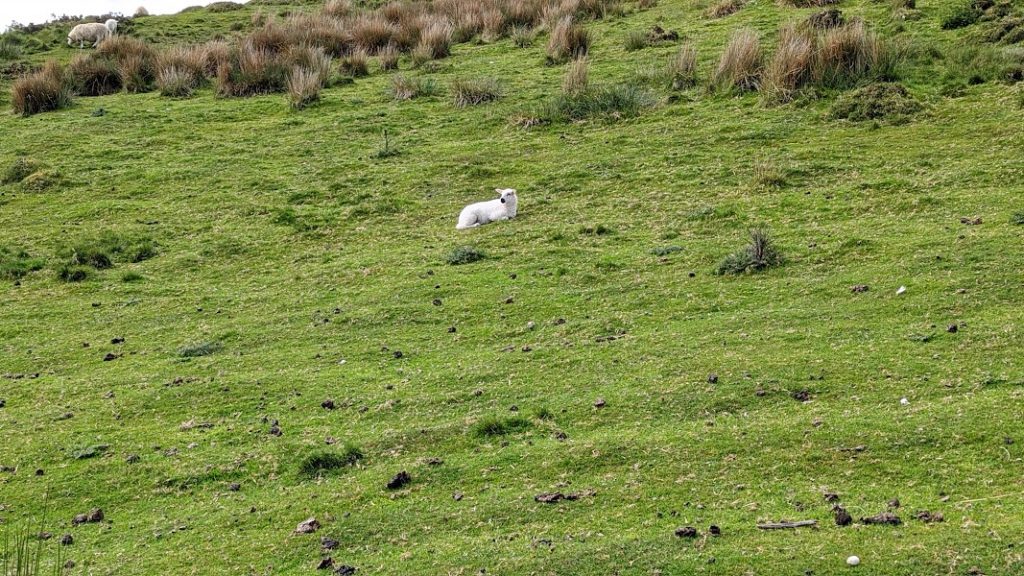 Lamb on its own.