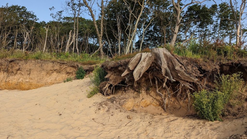 tree root erosion beach