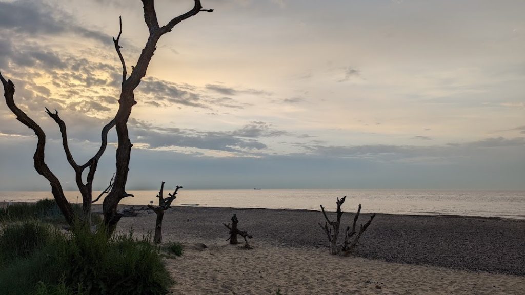 Trees on Covehithe Beach