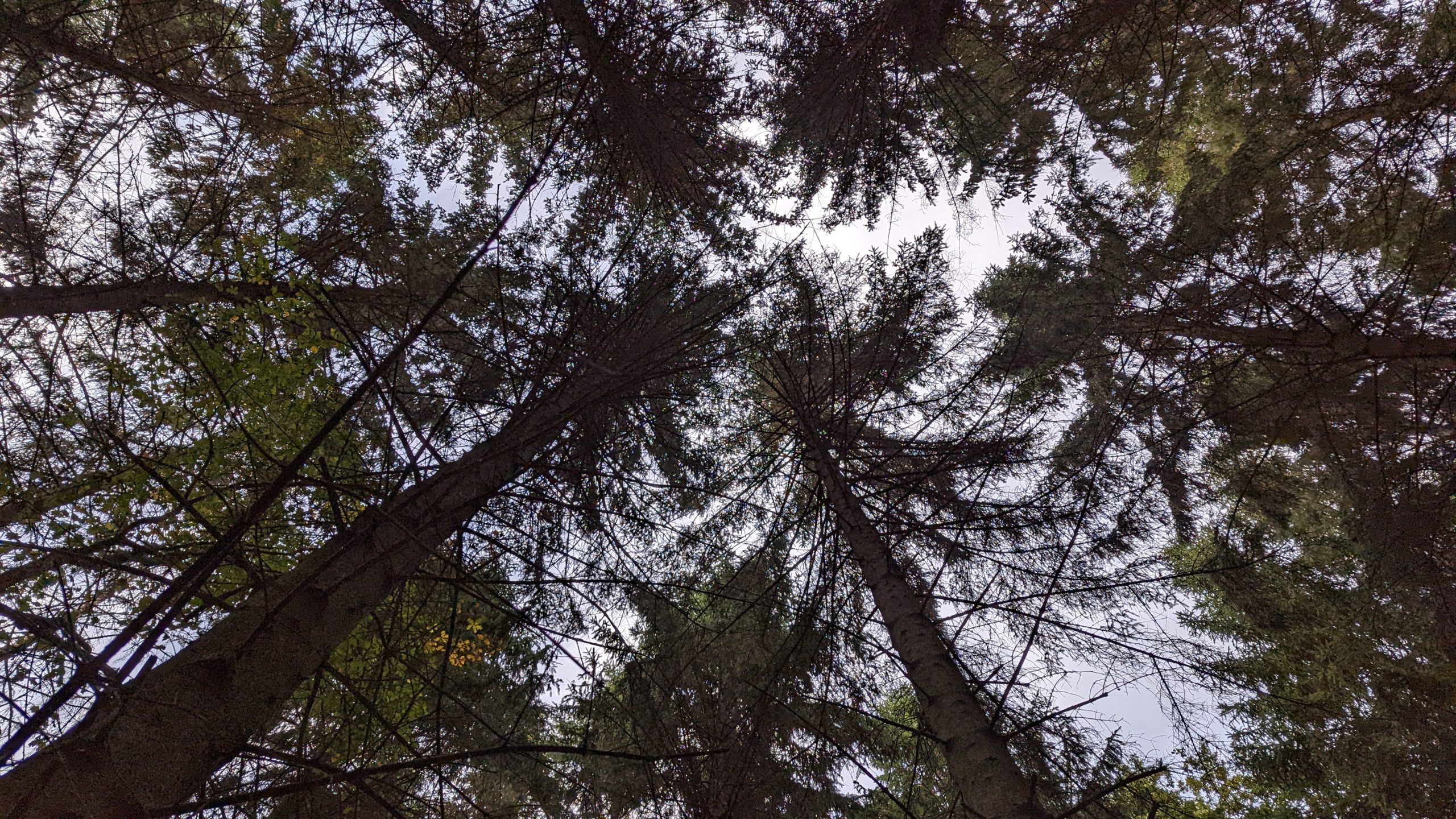 Looking up at tree tops