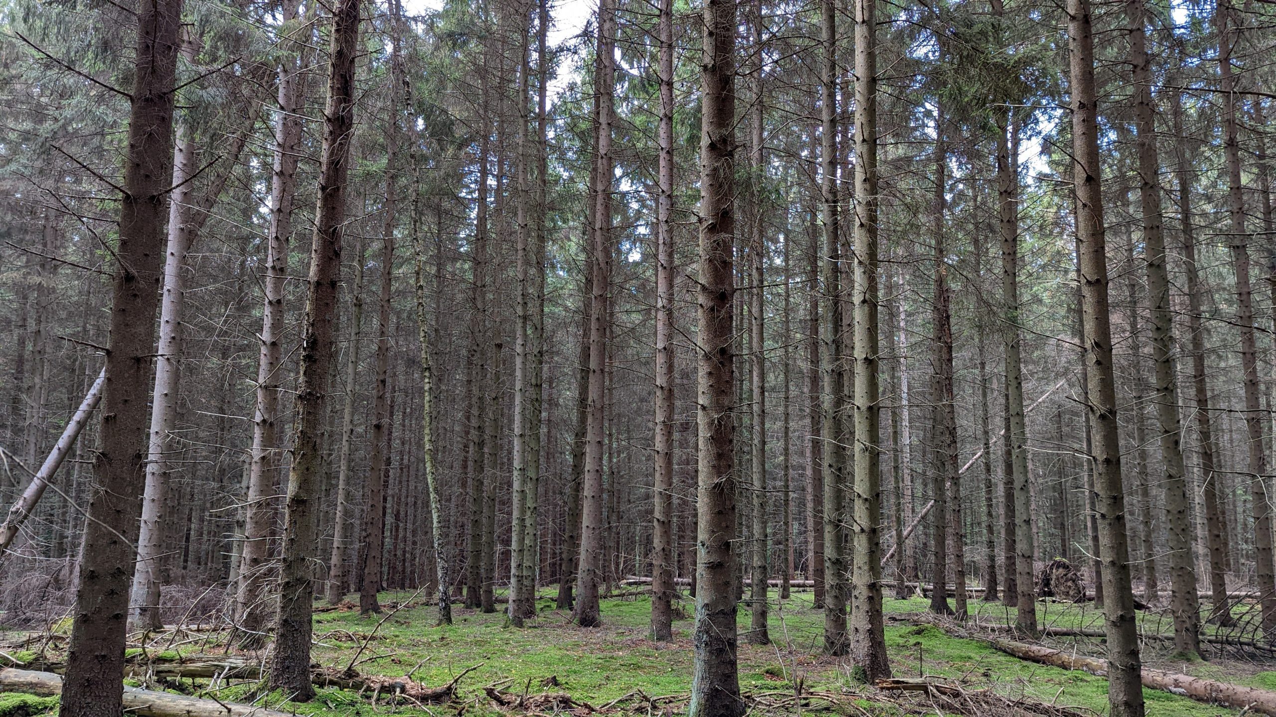 Forest scene pines