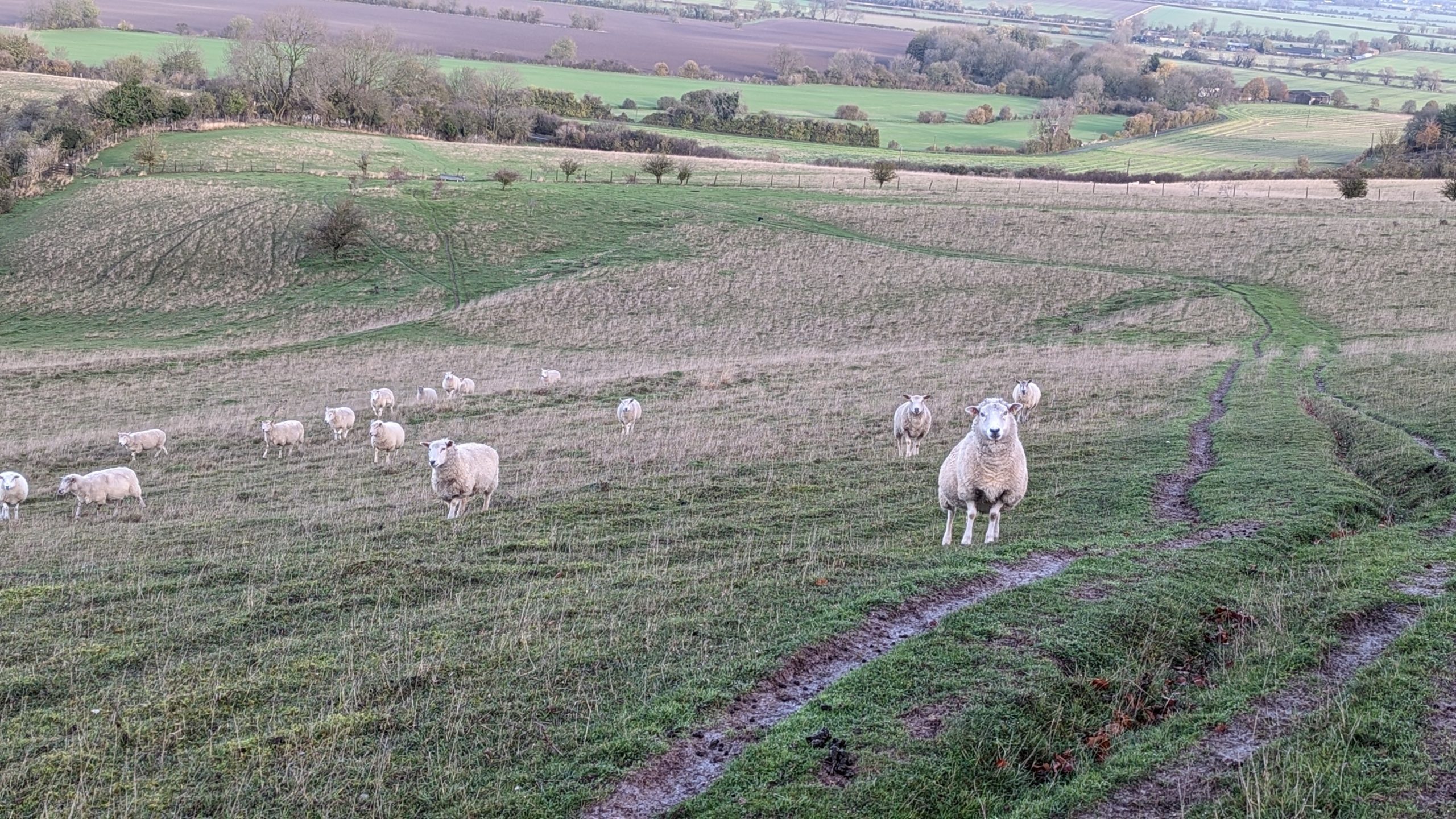 Sheep in the Chiltern Hills