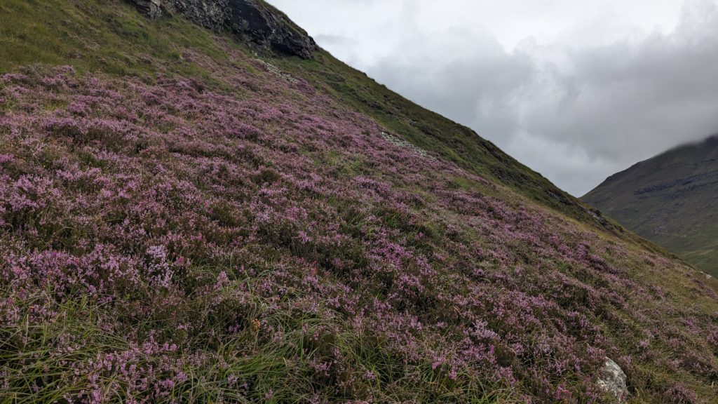 heather on mountainside